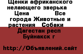 Щенки африканского нелающего зверька  › Цена ­ 35 000 - Все города Животные и растения » Собаки   . Дагестан респ.,Буйнакск г.